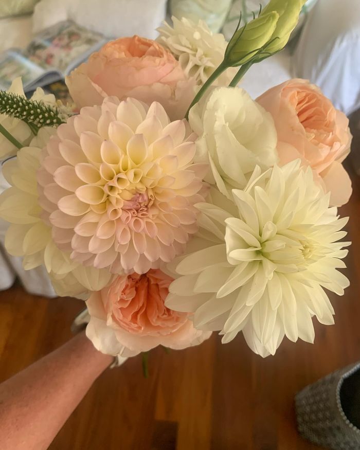 Apricot and peach dahlias held in two hands