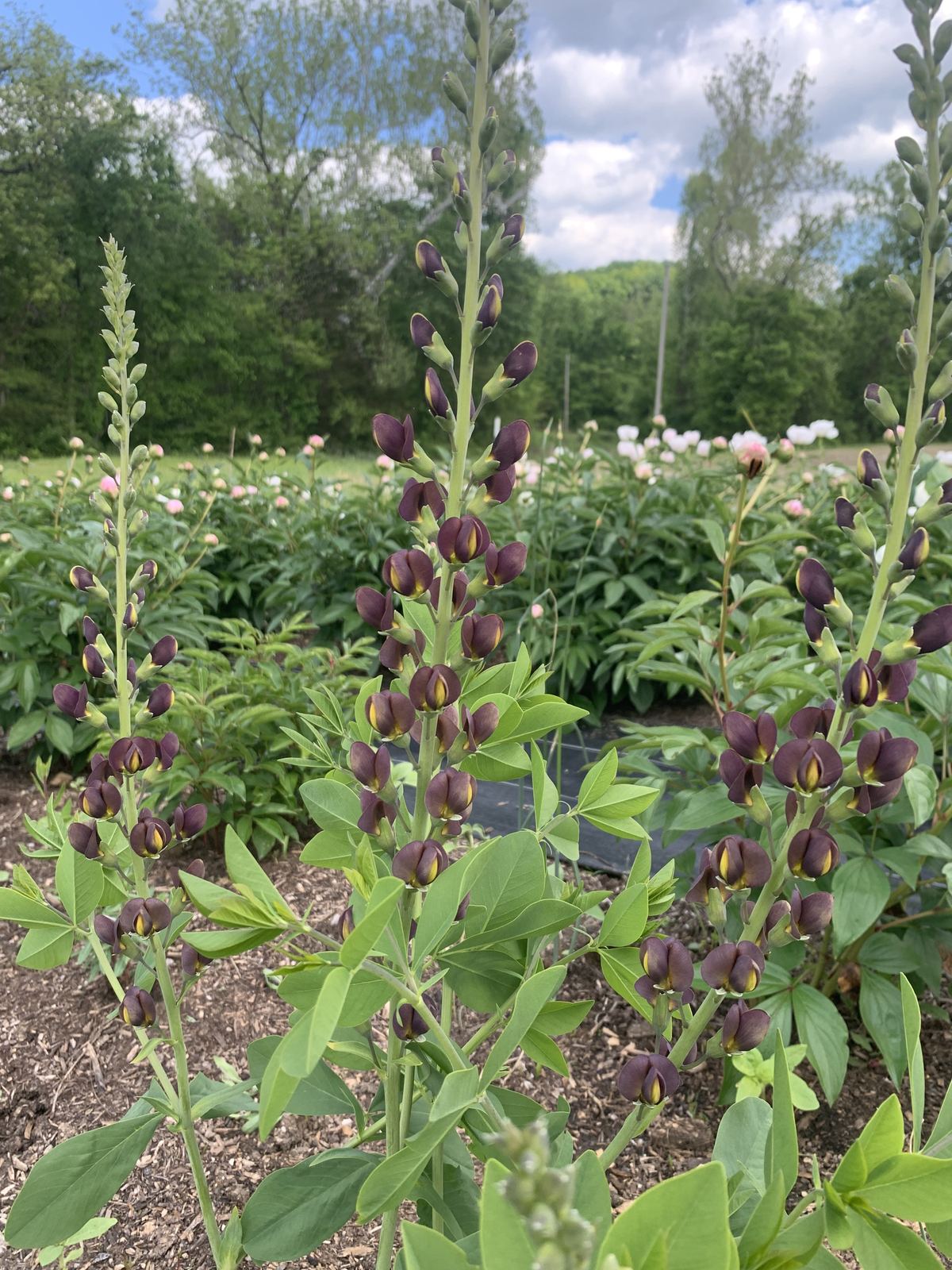 Chocolate-purple baptisia spikes flowering in the garden