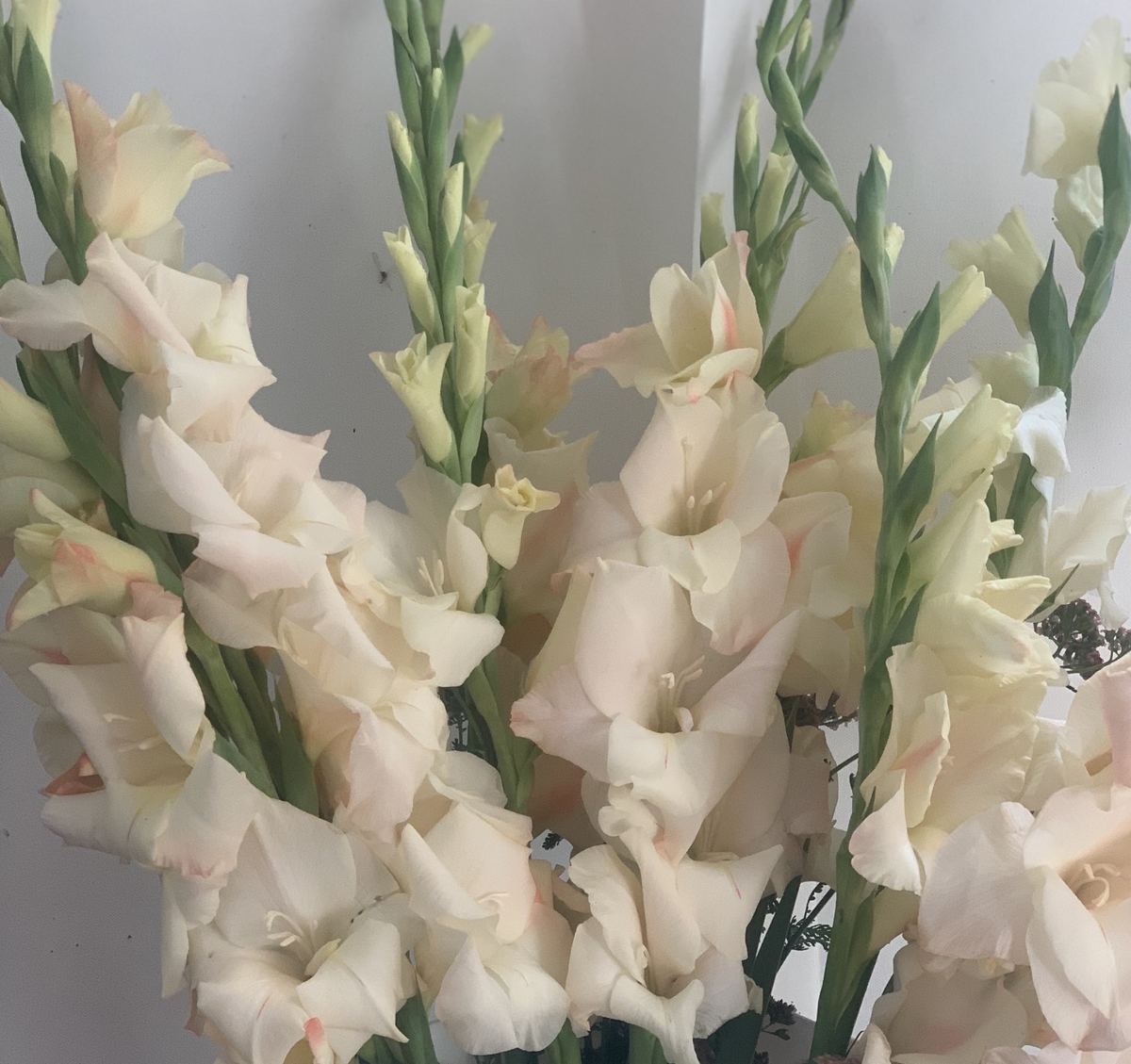 White gladiolus with pink edges in a bouquet