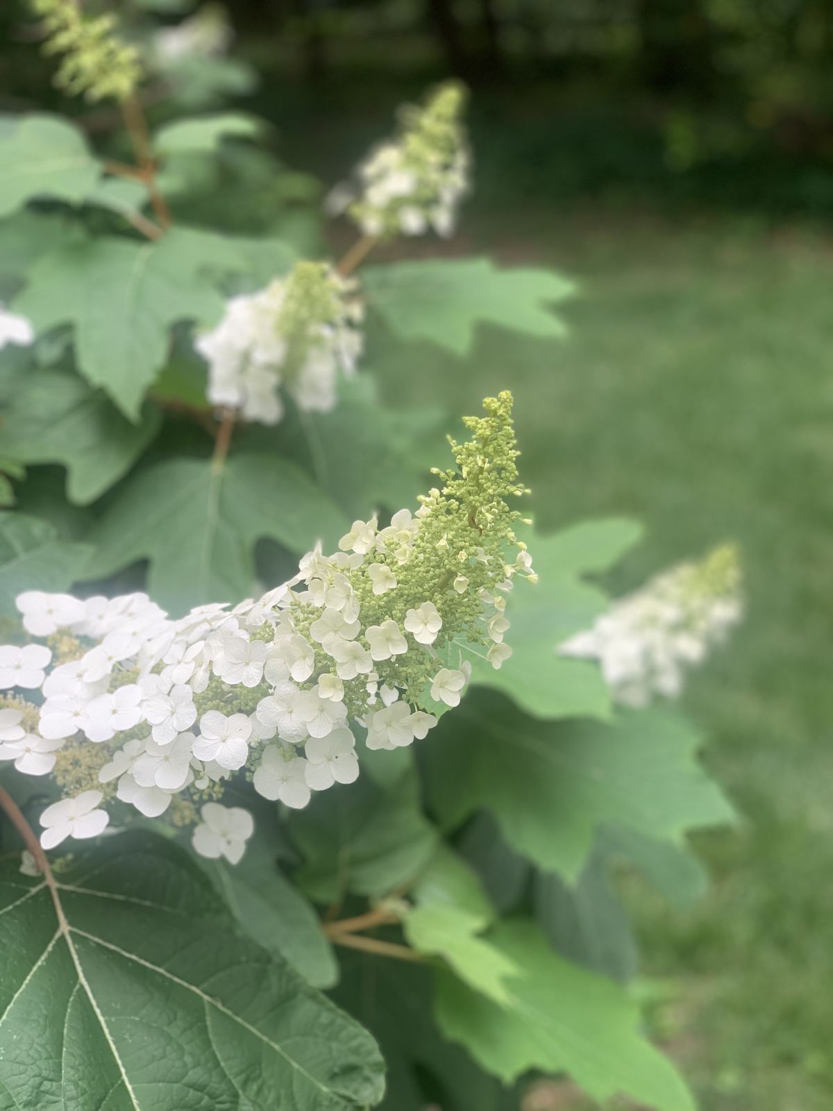 White oakleaf hydrangea in the garden