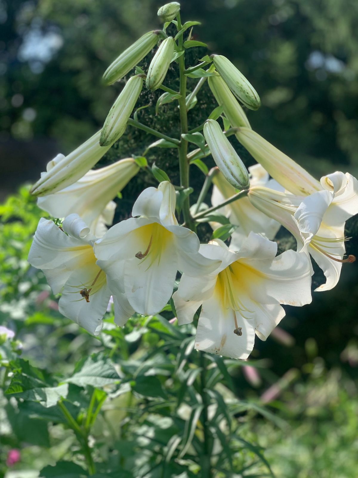 White trumpet lilies growing in the garden