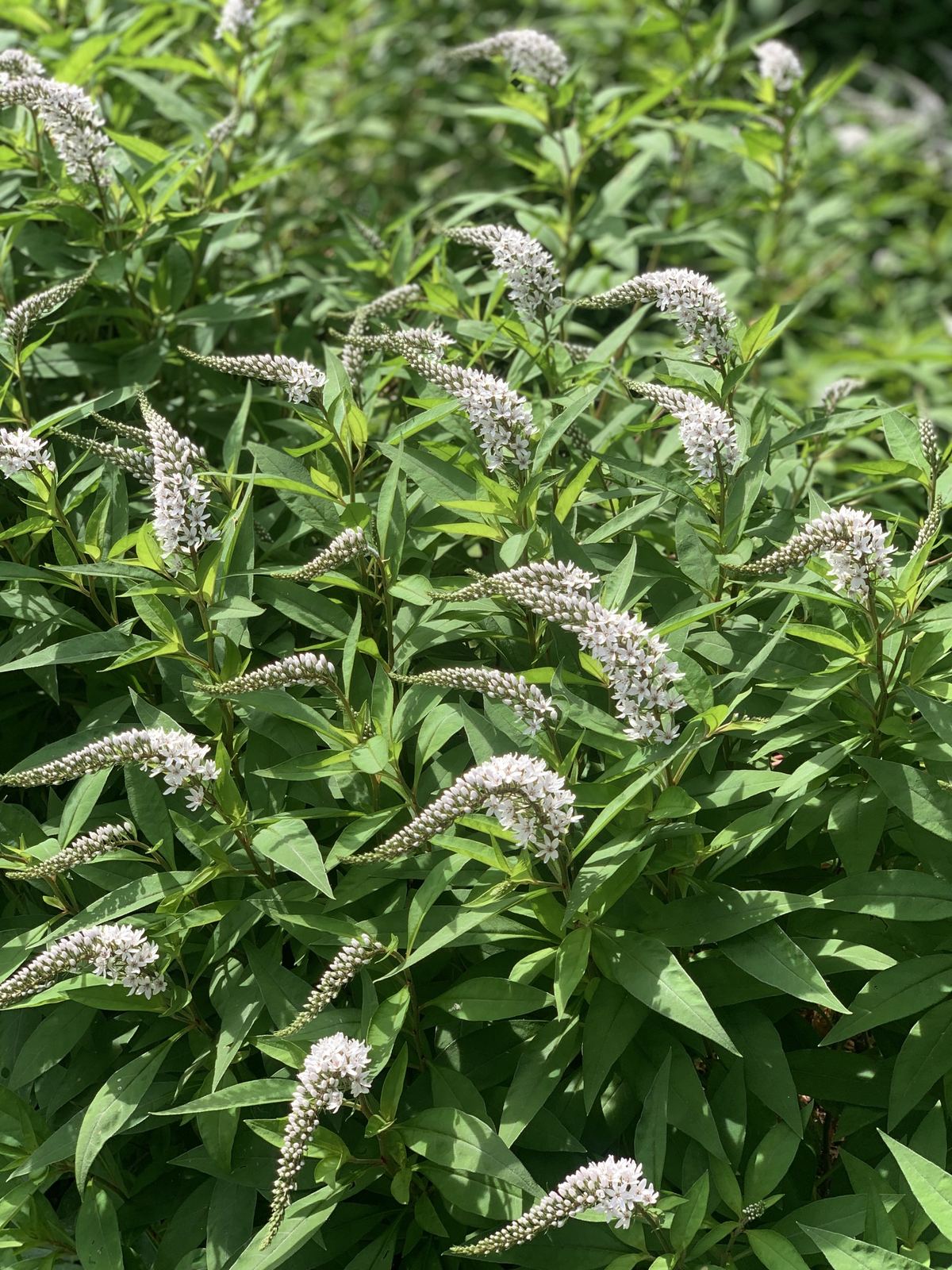 Arching white spires of gooseneck loosestrife among green leaves in the garden