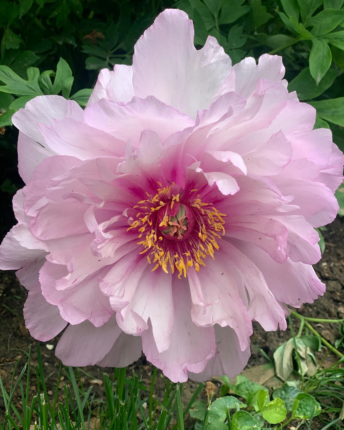 Pink garden peony