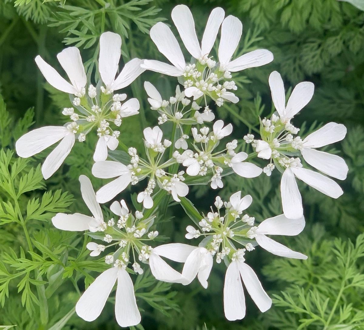White laceflower umbels with broad outer petals above feathery green foliage