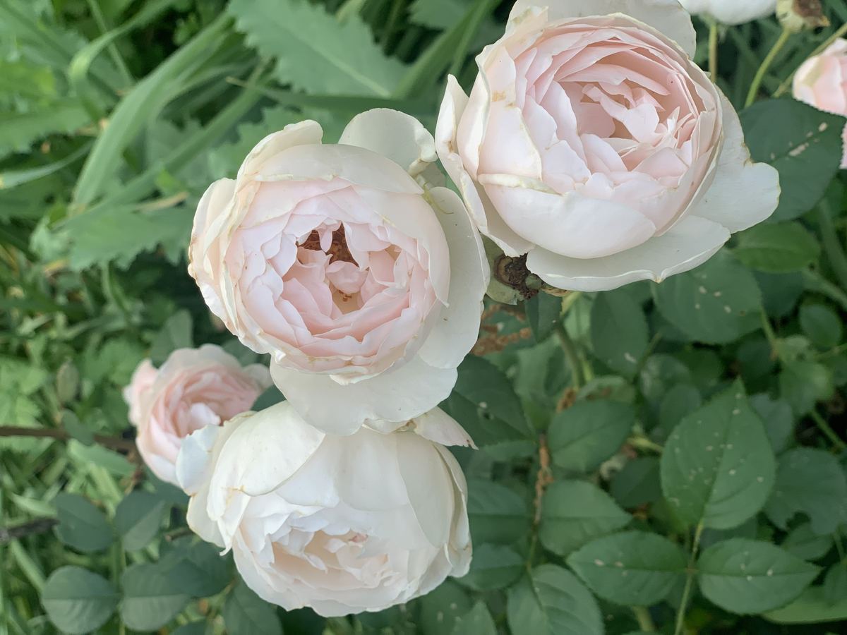 Pale pink and white garden roses in bloom