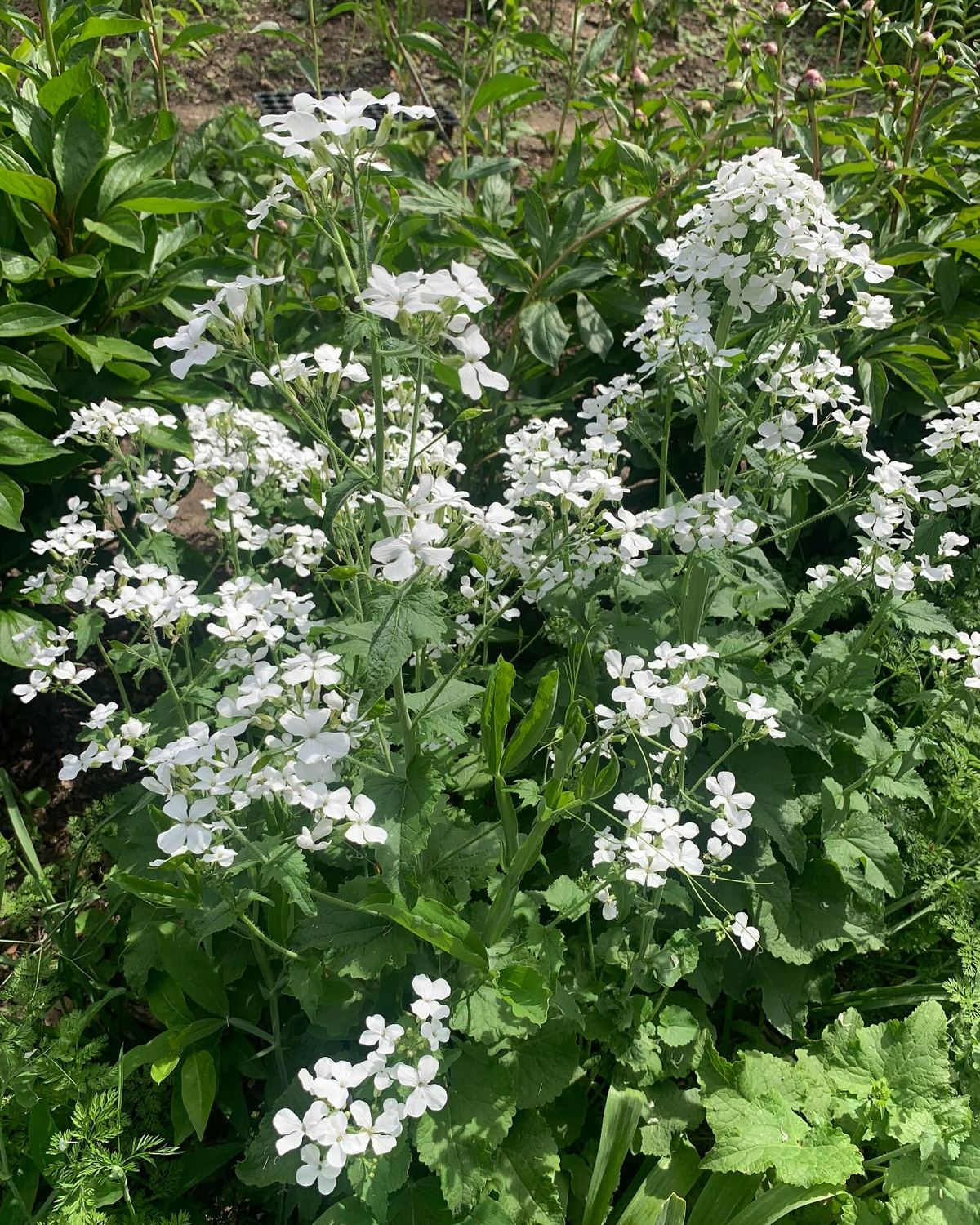 White flowers growing thick in Janet’s garden in Ladue