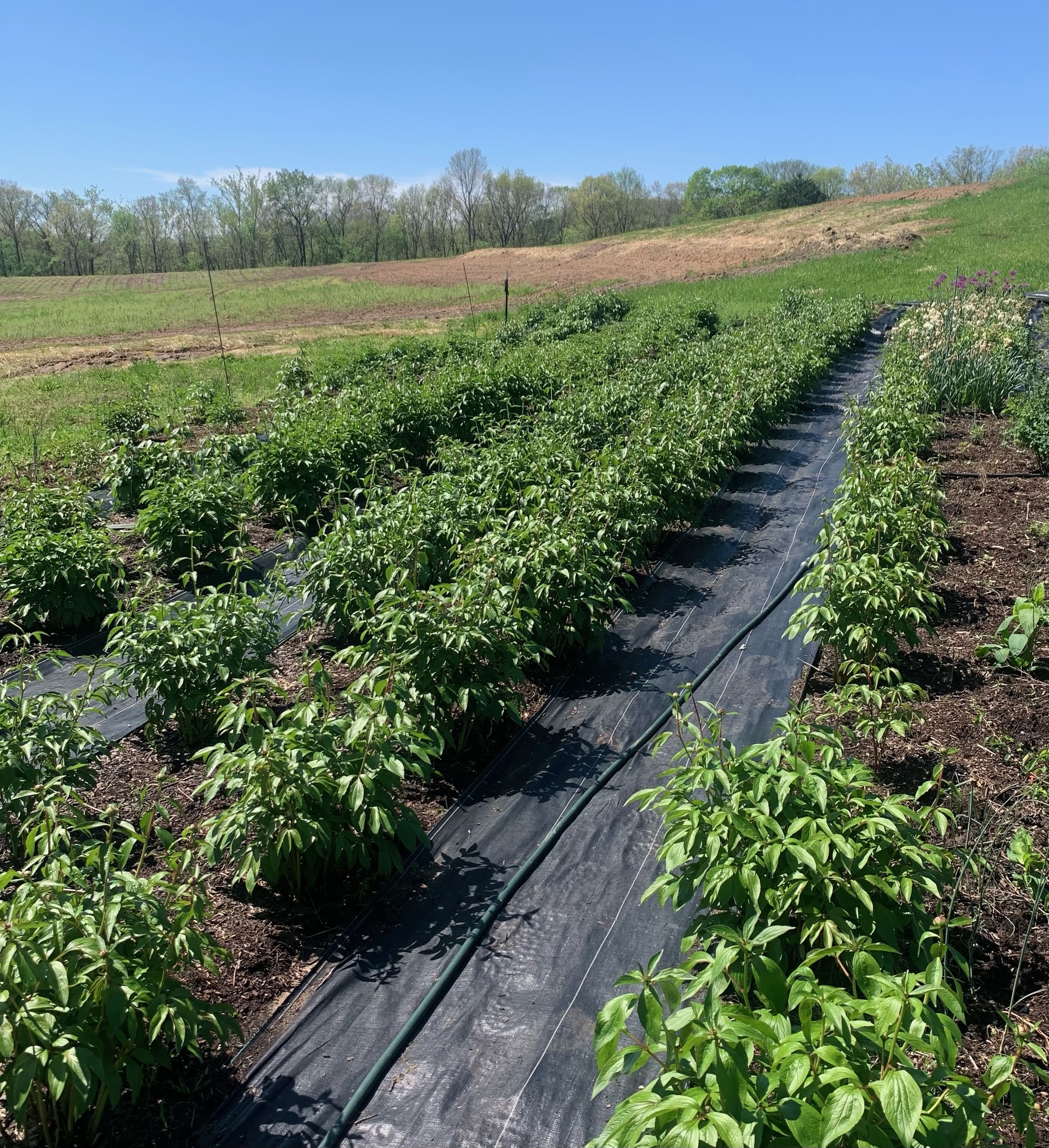 Janet's fields in Augusta, Missouri